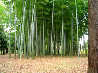 20060423-bamboo.jpg