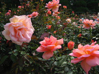 20061026-rose.jpg