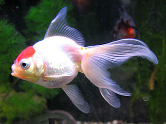 20070118-goldfish.jpg