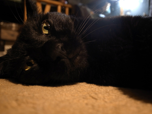 _0019439.jpg